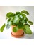 Pilea Peperomioides Terra Cotta Ruby Saksılı - Çin Para Bitkisi 1