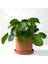 Pilea Peperomioides Terra Cotta Ruby Saksılı - Çin Para Bitkisi 2