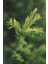 Çam Terebentin Uçucu Yağı 50 ml %100 Saf ve Doğal Pine Turpentine Essential Oil 3