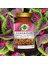 Forskolin Toz Ekstresi 100 Gr. Cam Kavanoz 5