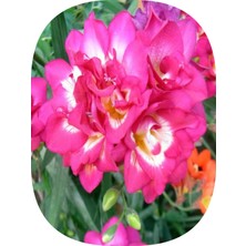 NET TARIM 10 Adet Pembe Iri Kalibre Duble Frezya Çiçeği Soğanı Mis Kokulu Katmerli