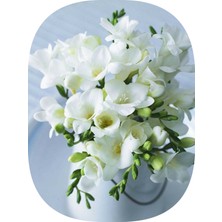 NET TARIM 15 Adet Beyaz Iri Kalibre Duble Frezya Çiçeği Soğanı Mis Kokulu Katmerli