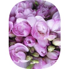 NET TARIM 15 Adet Lila Iri Kalibre Duble Frezya Çiçeği Soğanı Mis Kokulu Katmerli