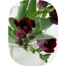 Net Tarım 50 Adet Bordo Iri Kalibre Duble Frezya Çiçeği Soğanı Mis Kokulu Katmerli