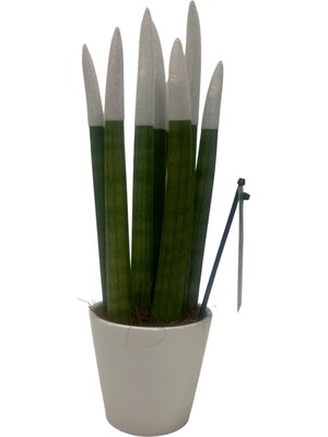 Nisa Floral İthal Sanseveria Canlı Bitki Beyaz