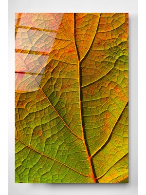 Hinora Yaprak Cam Tablo, Dekoratif Cam Tablo