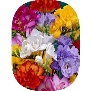 NET TARIM 30 Adet Karışık Renk Iri Kalibre Duble Frezya Çiçeği Soğanı Mis Kokulu Katmerli