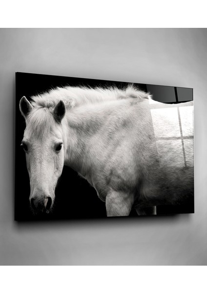 Siyah & Beyaz At Cam Tablo, Dekoratif Cam Tablo fiyatları