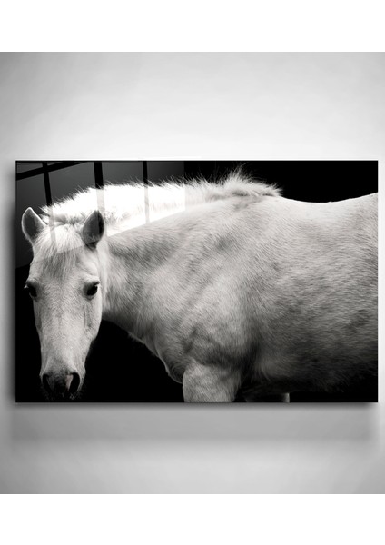 Siyah & Beyaz At Cam Tablo, Dekoratif Cam Tablo
