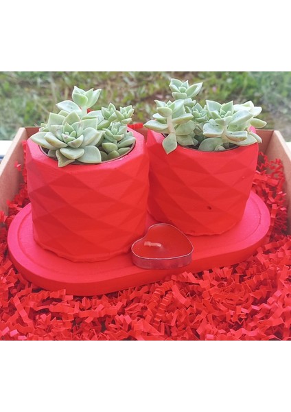 Hediye 2'li Sukulent Saksı Seti fiyatları