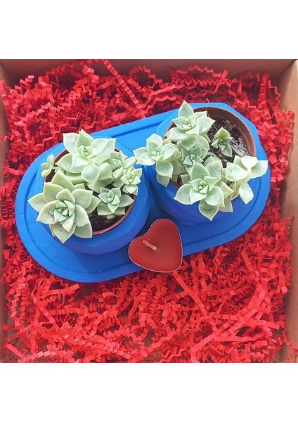 Hediye 2'li Sukulent Saksı Seti fırsatları