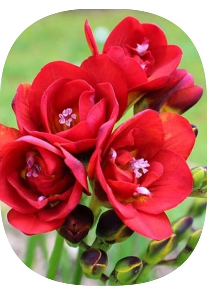 15 Adet Kırmızı Iri Kalibre Duble Frezya Çiçeği Soğanı Mis Kokulu Katmerli