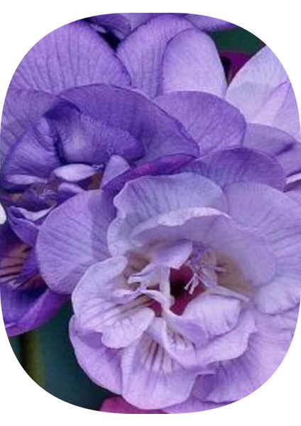 20 Adet Mor Iri Kalibre Duble Frezya Çiçeği Soğanı Mis Kokulu Katmerli