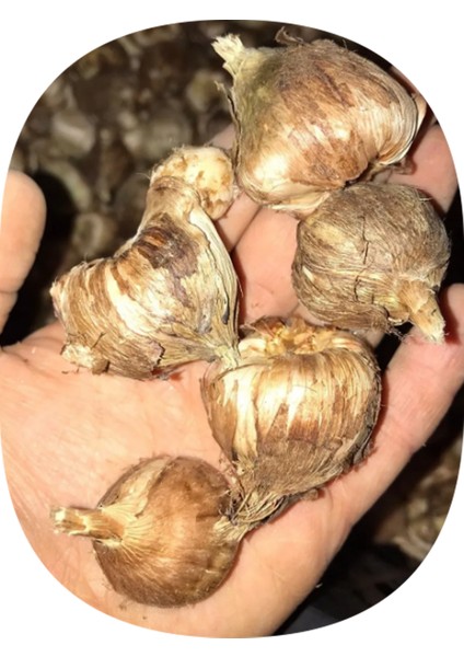30 Adet Sarı Iri Kalibre Duble Frezya Çiçeği Soğanı Mis Kokulu Katmerli