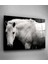Siyah & Beyaz At Cam Tablo, Dekoratif Cam Tablo 2