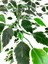 Yapay Ağaç Ficus 120 cm 15X15 cm Metal Saksı 2