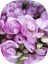 50 Adet Lila Iri Kalibre Duble Frezya Çiçeği Soğanı Mis Kokulu Katmerli 1