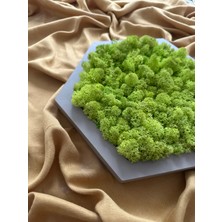 Plantarrium Design Reindeer Moss Mumyalanmış Yosun Altıgen/ Vizon