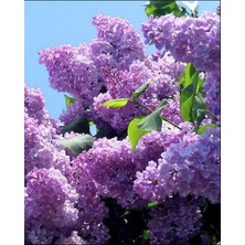 Bahçevilya Leylak Ağacı Fidanı[syringa Chinensis )