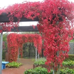 Amerikan Sarmaşığı - Parthenocissus Quinquefolia