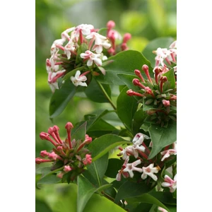 (Abelia Grandiflora)Abelya Güzellik Çalısı Fidanı