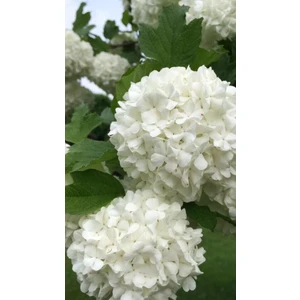 Vıburnum Tınus (Yaprak Dökmeyen Kartopu Ağacı Fidanı 3 Yaşında