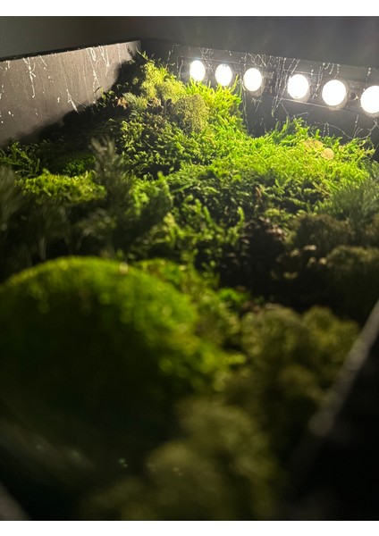 LED Işıklı Flat Moss Çerçeve fiyatları