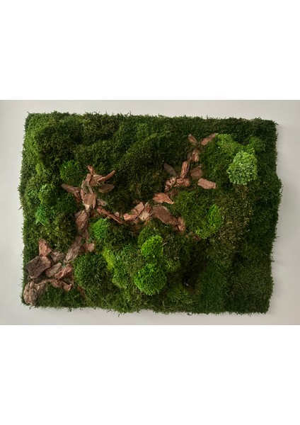 Flat Moss Patika