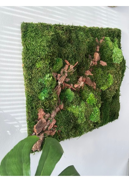 Flat Moss Patika fiyatları