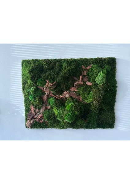 Flat Moss Patika fırsatları