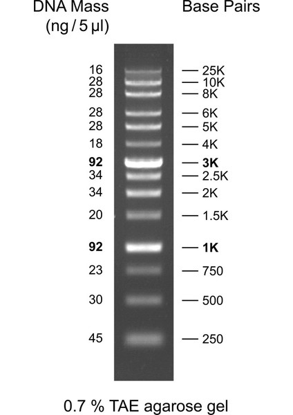 Xlarge Dna Ladder Rtu (Ready-To-Use)