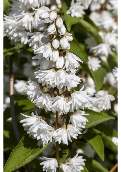Katlı Havlu Püskülü Fidanı [deutzia Scabra ]3 Yaşında Tüplü