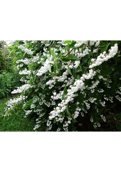 Katlı Havlu Püskülü Fidanı [deutzia Scabra ]3 Yaşında Tüplü
