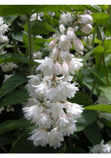 Katlı Havlu Püskülü Fidanı [deutzia Scabra ]3 Yaşında Tüplü