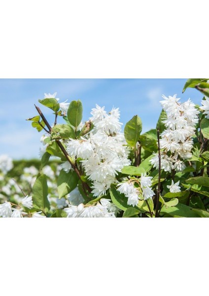 Katlı Havlu Püskülü Fidanı [deutzia Scabra ]3 Yaşında Tüplü