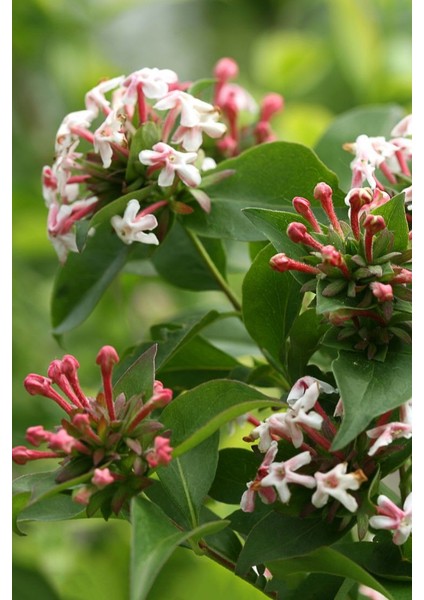 (Abelia Grandiflora)Abelya Güzellik Çalısı Fidanı