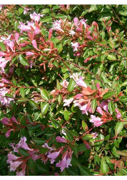 (Abelia Grandiflora)Abelya Güzellik Çalısı Fidanı fiyatları