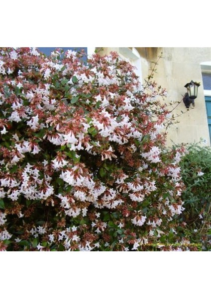 (Abelia Grandiflora)Abelya Güzellik Çalısı Fidanı modelleri