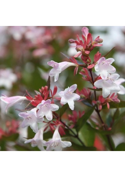 (Abelia Grandiflora)Abelya Güzellik Çalısı Fidanı fırsatları