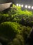 LED Işıklı Flat Moss Çerçeve 2