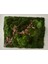 Flat Moss Patika 1
