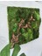 Flat Moss Patika 2