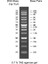 Xlarge Dna Ladder Rtu (Ready-To-Use) 2