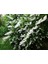 Katlı Havlu Püskülü Fidanı [deutzia Scabra ]3 Yaşında Tüplü 2