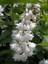 Katlı Havlu Püskülü Fidanı [deutzia Scabra ]3 Yaşında Tüplü 3