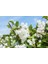 Katlı Havlu Püskülü Fidanı [deutzia Scabra ]3 Yaşında Tüplü 4
