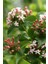 (Abelia Grandiflora)Abelya Güzellik Çalısı Fidanı 1