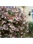 (Abelia Grandiflora)Abelya Güzellik Çalısı Fidanı 3