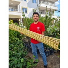 Çermik Fidancılık Bambu Fidan Bitki Destek Çubuğu 20 Adet 2 Metre Boy