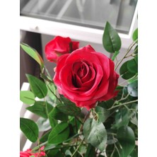 Cennet Home Kırmızı Gül Ağacı Beyaz Lüks Saksıda Doğal Görünümlü Çalılı